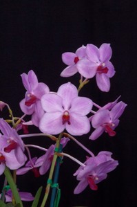 Vandoglossum Yawi's Taiwan Queen Diamond Orchids AM/AOS 80 pts. iNFLORESCENCE